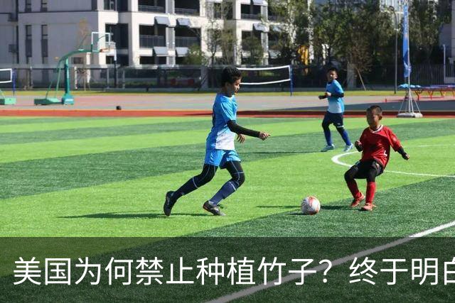 美国为何禁止种植竹子？终于明白，原来竹子比我们想象的更可怕